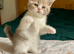 TOP QUALITY TICA REG SCOTTISH/BSH FAWN BICOLOUR GIRL