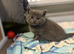 Ragdoll x Russian blue long haired