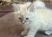 Pure Blue Point & Lynx Ragdoll Kittens 2 girls. 1 boy. REDUCED)
