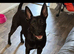 German Shepherd cross Belgian Malinois