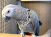 African grey parrot