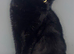 7yo domestic breed female cat