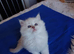 Stunning gccf registered ragdoll kittens