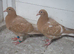 Yellow Meuleman Racing Pigeons.
