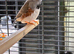2 male zebra finches