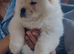 Beautiful 11 Week Old Male Chow Chow – KC Registered