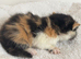 3 beautiful exotic kittens