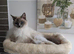 Stunning pedigree ragdolls