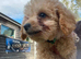 11 weeks old miniature labradoodle ready now for the forever home