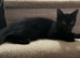 3 month old kittens £20