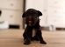 Yorkshire terrier biewer chocolate/ chocolate & tan
