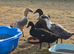 Various runner ducks 4-12 weeks old