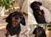 Miniature dachshund black &tan