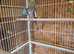 1 lovely cockatiel babys for sale