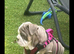 English Bulldog puppys