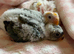 Hand-Reared Red Rumps