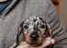 11 beautiful puppies dachshund  rehome