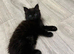 4 Stunning Maine Coon x British Shorthair Kittens (Rare Color-Changing Coats!)