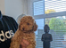 Toy poodle