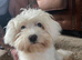 Toy Maltese pure 6 half mths old