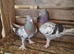Turkish takla ( tumbler ) pigeons. £100 per pair.