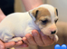 Jack Russell puppy’s