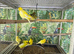 Canaries Glasgow