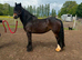 Bracken 13’3/14hh 4 year old Cob