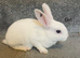 Pure bred mini Rex