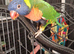 2 beautiful rainbow lorikeets
