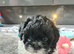 Stunning shihpoo puppies