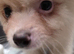 Cream  female pomeranian puppies