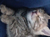 Beautiful tabby girl kitten 6 weeks