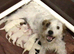 Parson Russell Terriers Cornwall
