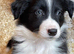 Gorgeous Border collie Puppy's