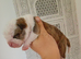 English bulldog cross Staffordshire bull terrier