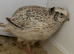 Quails female