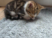 Beautiful Bengal Cross Kittens &ndash; Tabby, Calico & Ginger &ndash; Ready Soon