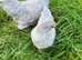 Hatching eggs