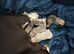 4 female french bulldogs puppies