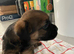 K.C. Reg border terriers