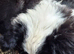 boarder collies