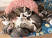 Beautiful kittens looking for new home