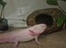 Axolotl