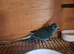 Kakariki male