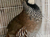 Red legged partridge