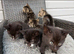 6 little kittens looking for a loving home