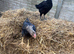 Aseel chicks