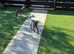 Whippet pups