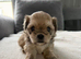 4 Gorgeous Shih Tzu boys available